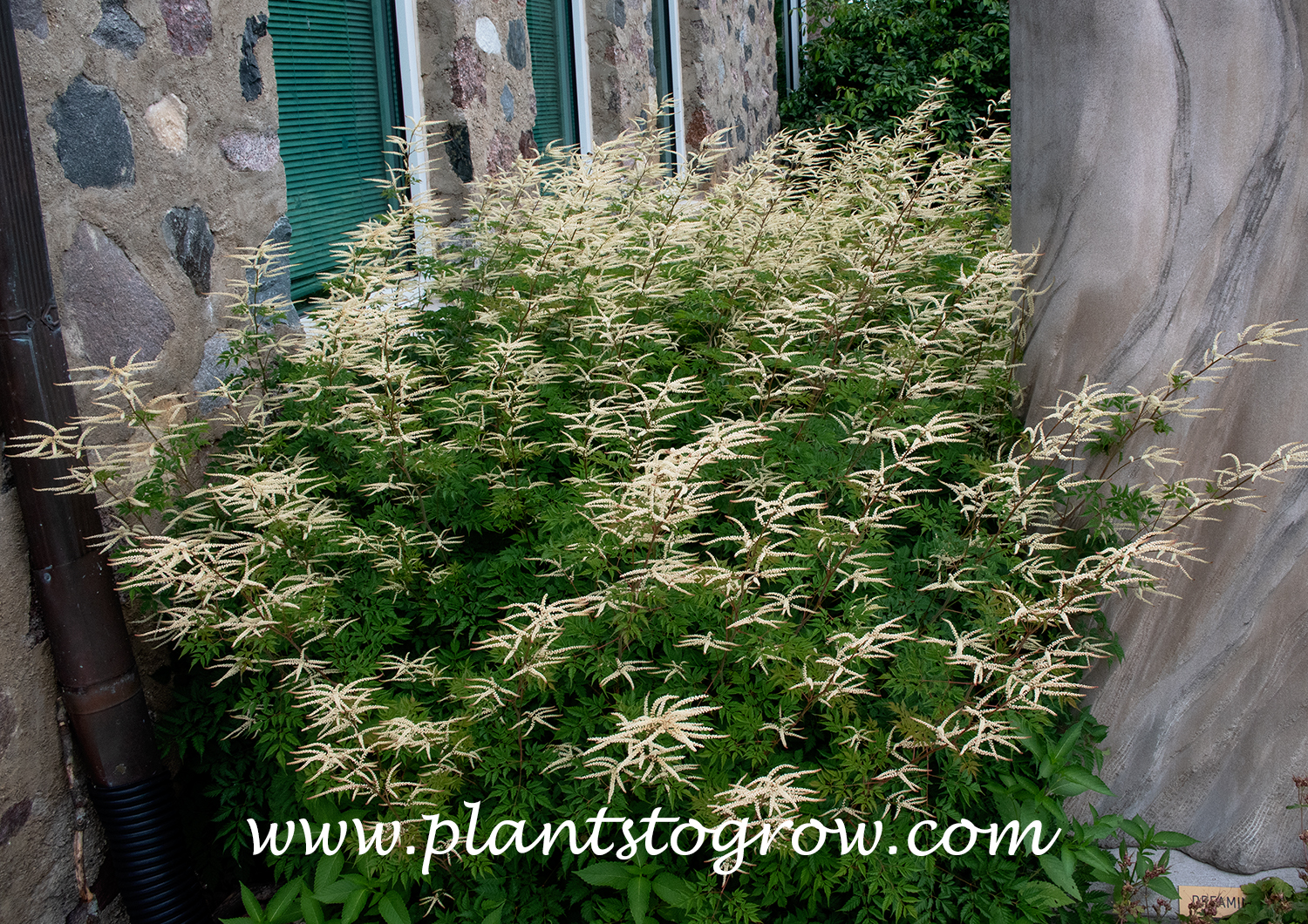 Goatsbeard Horatio (Aruncus)